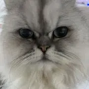 ほたるの画像