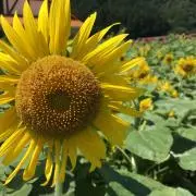 しおりの画像