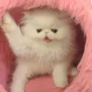 にやあの画像