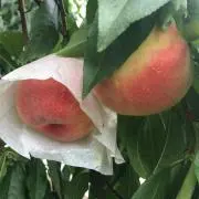 ずんこ