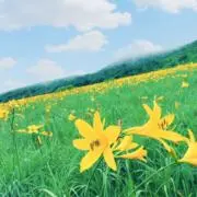 さんふらん♡即購入OKの画像