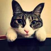 ちむの画像