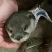 こっつーの画像