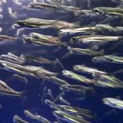 ハチ