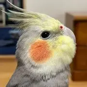 ゆっこの画像
