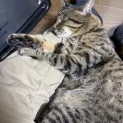 tの画像