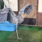 せい