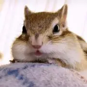 おリス