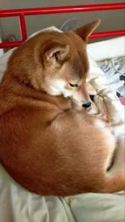 まるい柴犬の画像