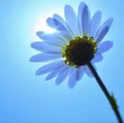 ちむちむの画像