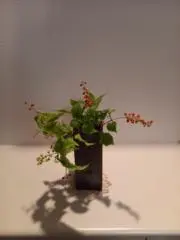 コーンフラワーの画像