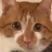 ももまめの画像