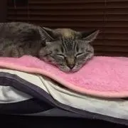 からし　27日発送の画像