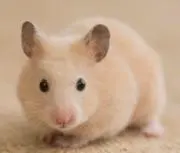 ✨HIKARU✨の画像