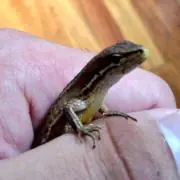 かるちん☆(平日郵送)の画像
