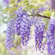 Wisteria Cafeの画像