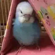 muumiプロフ必読✨売り切りの画像