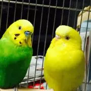 ぷーの画像