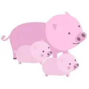 SALE中！　Pig MAM フォロ割りの画像
