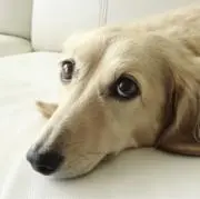 凛の画像
