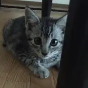 こたちゃん_プロフ必読お願い致します.の画像