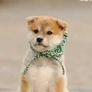 まめすけ(２品同梱で100円ずつ値引き)の画像
