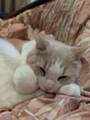 おのちゃんの画像