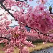 薬子の画像