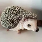 スペースハリネズミ