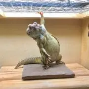 はらたろう