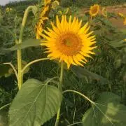 ひまわりの画像