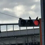 すたんの画像