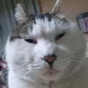 「ねこ」の画像
