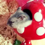 ちびのの画像