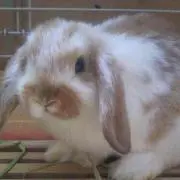 まーたん
