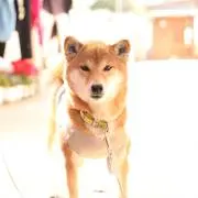 stitch0422の画像