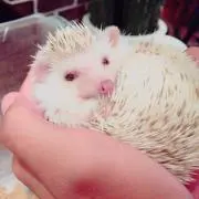 yuka