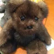 じゃが