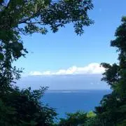スズムシの画像