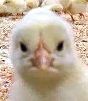 mo