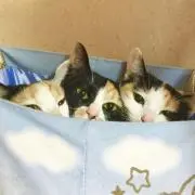 プリズムの画像