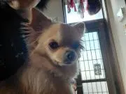 もなかの画像