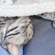 ꒰•̫͡•ོ꒱の画像