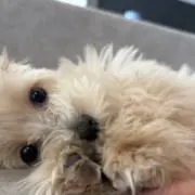 やまとの画像