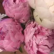 もも　お値下げ希望はコメント下さい！の画像