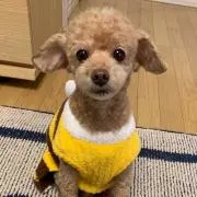 ニャンモの画像