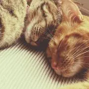 ねこ※プロフ確認推奨の画像