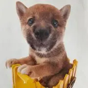 MAROの画像