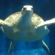 MRの画像