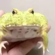 ゼンマス君